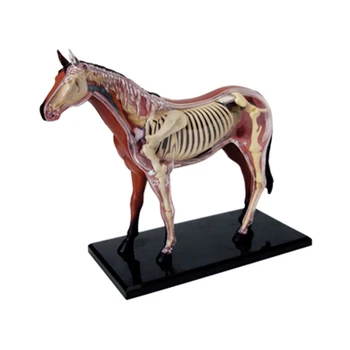 Анатомическая модель органа животного 4D Интеллектуальная игрушка для сборки лошади, обучающая анатомическая модель, научно-популярная техника 