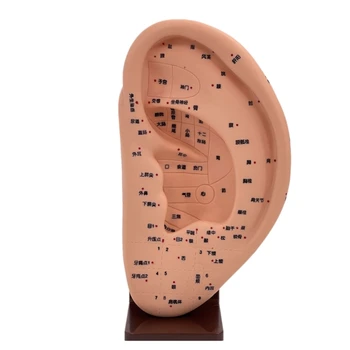 Модель акупунктуры ушей на челноке, модель акупунктуры медицинской точки для массажа человеческого уха, модель акупунктуры