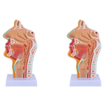 2X Модель анатомии полости носа и горла Анатомическая Модель глотки и гортани человека для студентов, демонстрационный показ, обучение