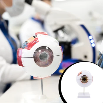 Инструменты для изучения модели глазного яблока, научный инструмент для обучения офтальмологии