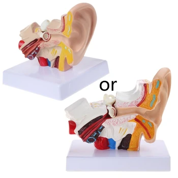 Анатомическая модель человеческого уха в 1,5 раза больше натуральной величины, Органомедицинские учебные принадлежности Profe Dropship
