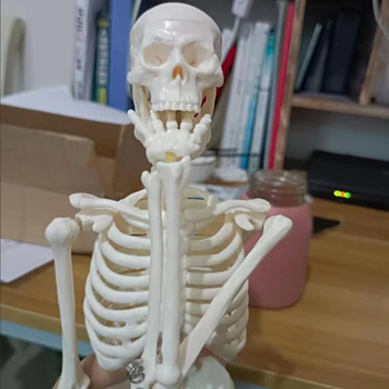 45-сантиметровая анатомическая модель скелета человека Высококачественное медицинское учебное пособие анатомическая модель скелета человека Оптовая прямая поставка
