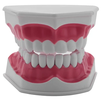 Модель стоматолога, практика чистки зубов зубной нитью, режим Typodonts, Видимая анатомическая демонстрация десен